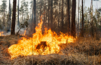 Incendio bosco